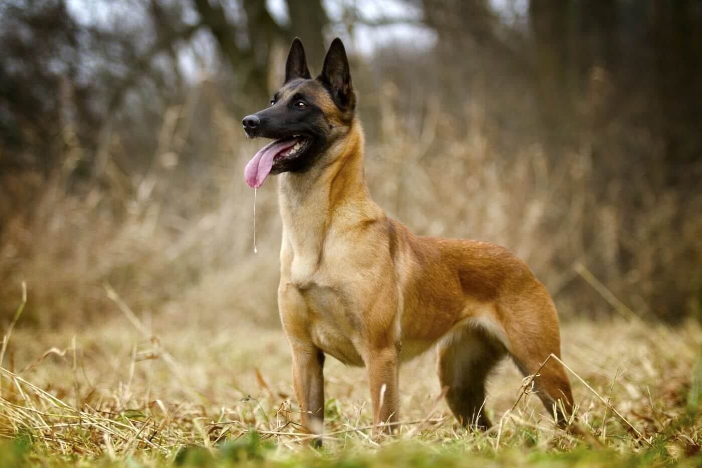 Perro Pastor Belga Gu a Completa Mascotanoble