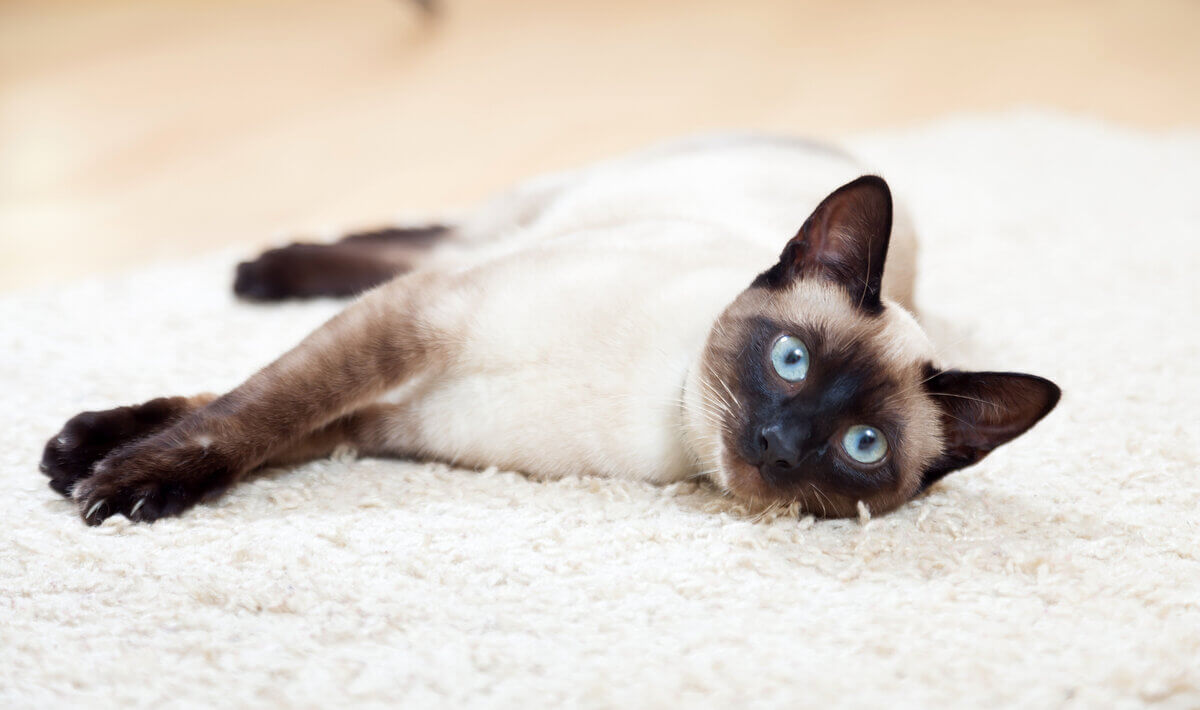 Gato Siamés Carácter Y Cuidados Mascotanoble