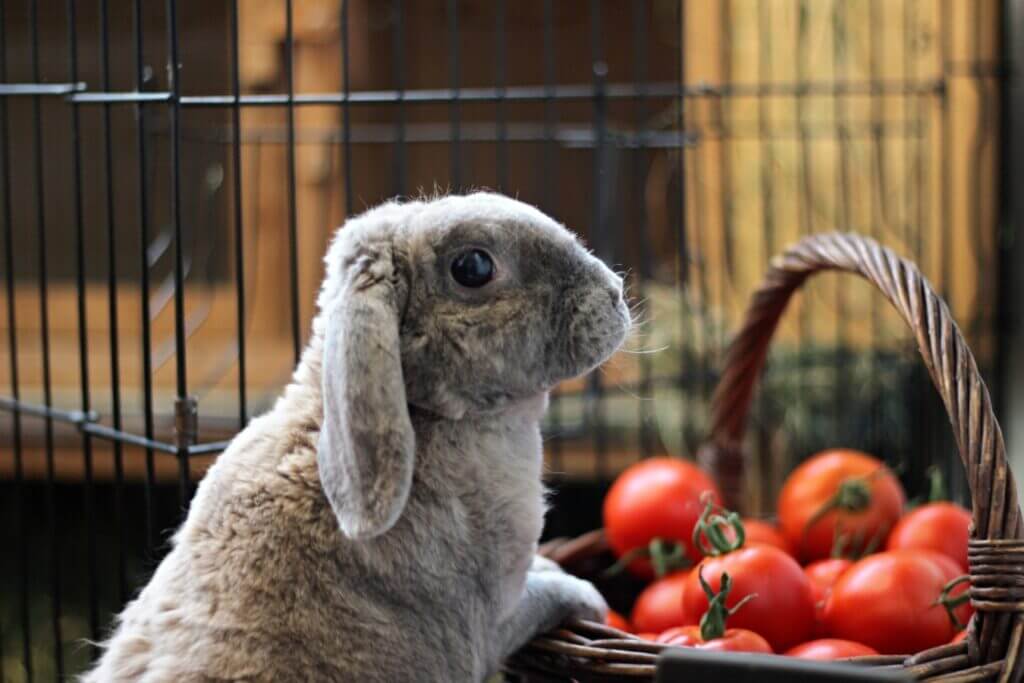 Los Conejos Pueden Comer Tomate Mascotanoble